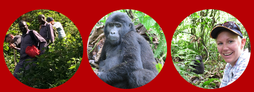 Gorilla trekking in Uganda, an amazing African highlight!